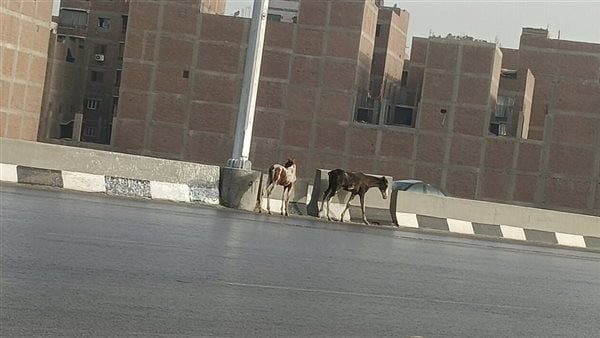 ظهور خيول على الطريق الدائري