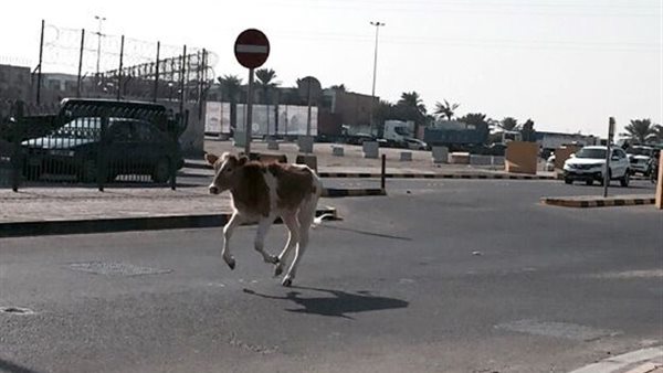 بقرة تتسبب في انقلاب ميكروباص بأكتوبر