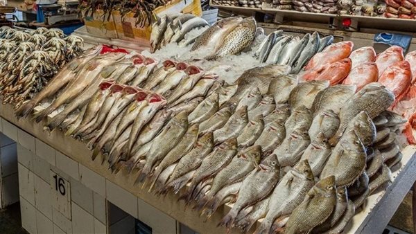 أسعار السمك اليوم البلطي