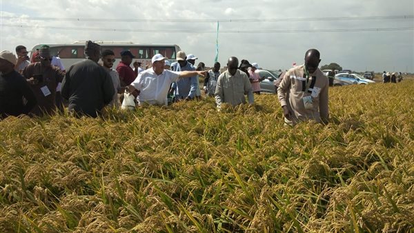 محطة البحوث الزراعية بسخا في محافظة كفر الشيخ