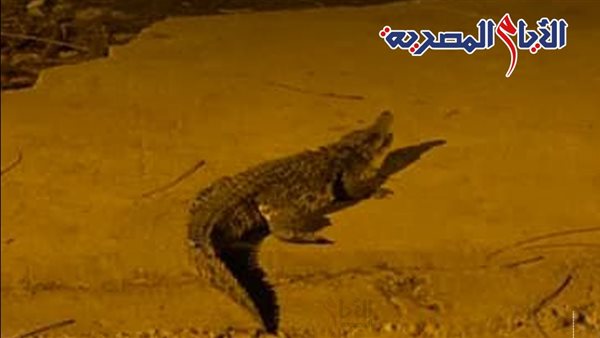 تمساح في شوارع حدائق الأهرام
