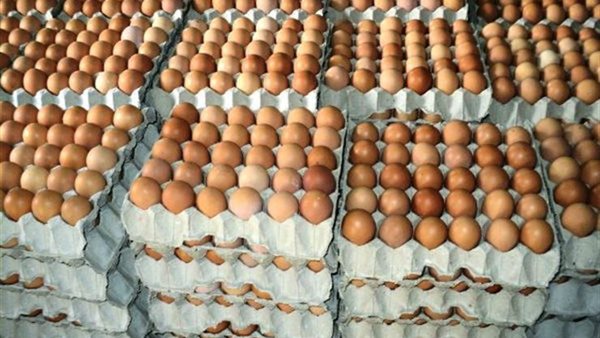 عربيات متنقلة لبيع البيض بأسعار منخفضة 