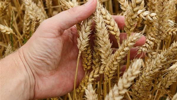 سعر أردب القمح في الموسم الجديد