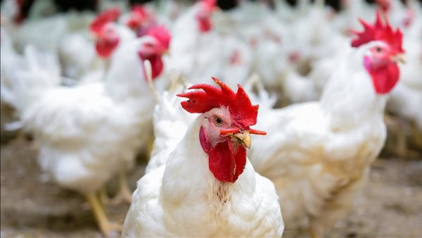 بورصة الدواجن اليوم الأحد 26 أكتوبر
