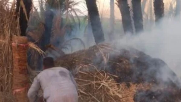 حريق أشجار نخيل بالأقصر