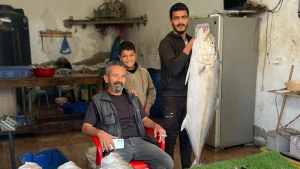 سمك غزة