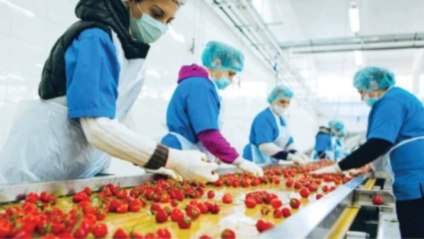 صادرات الصناعات الغذائية المصرية