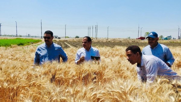 زراعة القمح 