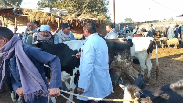 تحصين الماشية ضد مرضي الحمى القلاعية