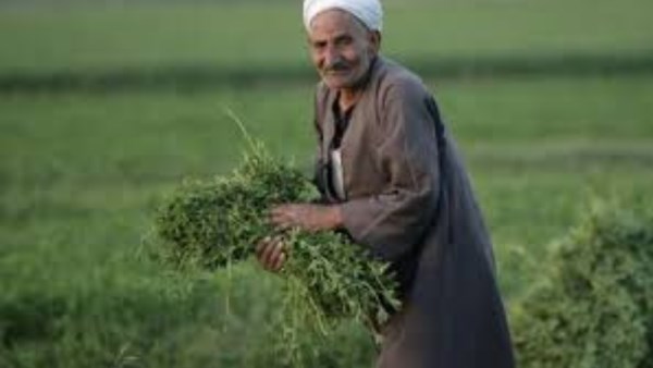 الفلاح المصرى