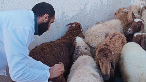 الحمى القلاعية 