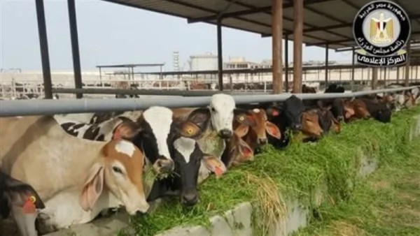 الحكومة تنفي شائعة نفوق 500 رأس ماشية