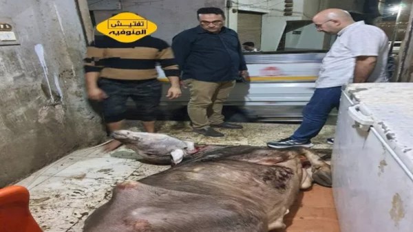 ضبط ماشية نافقة بمحافظة المنوفية