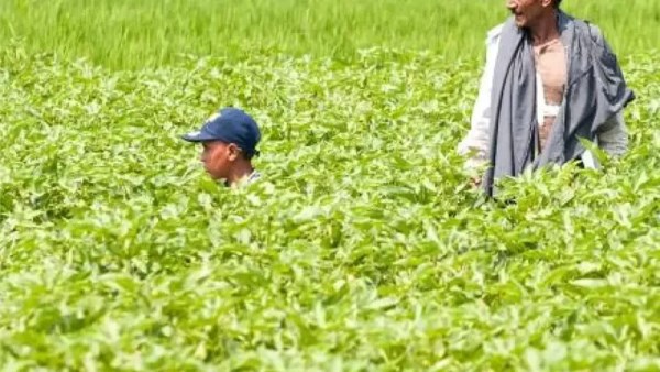  مشروع المليون فدان 