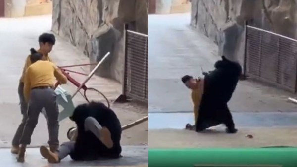 دب يهاجم حارسه
