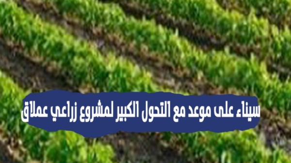  مشروع زراعي عملاق في سيناء يقود تحولًا جديدًا في الأمن الغذائي المصري