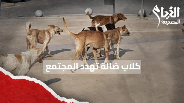 الكلاب الضالة خطر متصاعد يهدد الصحة العامة وأمن المجتمع