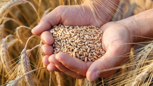 استيراد القمح