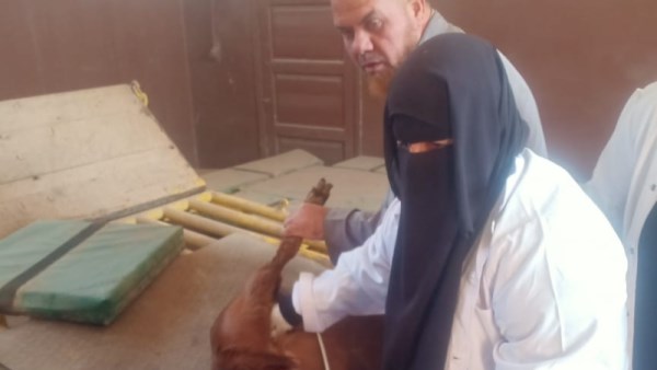 جانب من القوافل 