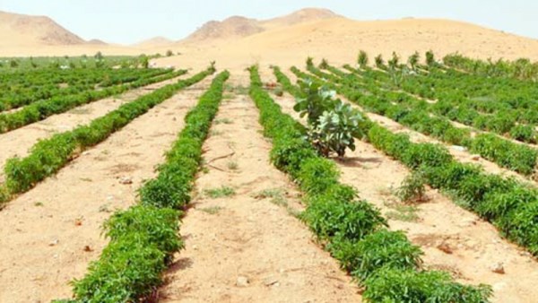  طلب إحاطة فى النواب بشأن تقنين الأراضي