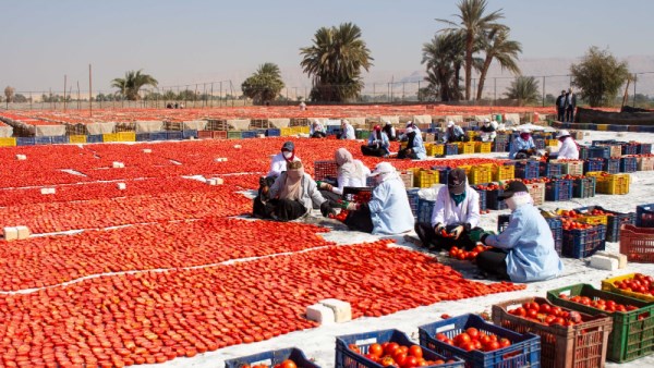الطماطم المجففة 