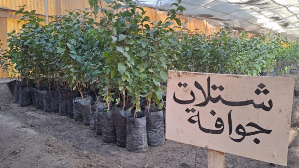 شتلات جوافة 