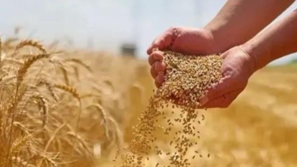 زراعة القمح 