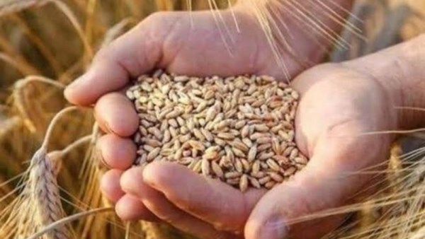مشروب مغلي القمح