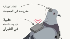 روسيا تستخدم الحمام كجواسيس لأغراض عسكرية