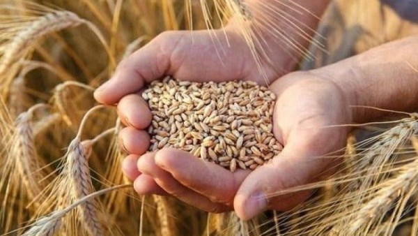 واردات مصر من القمح 