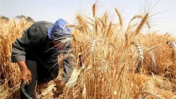 حماية المحاصيل الزراعية وتأمين القمح 