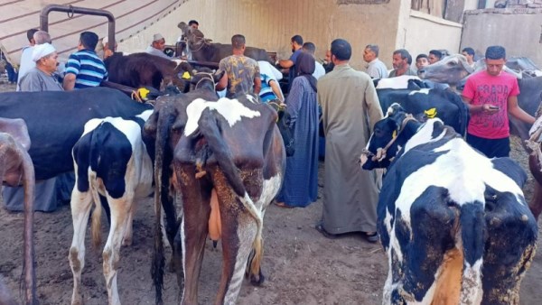  القوافل قدمت خدماتها لأكثر من 71 ألف رأس ماشية