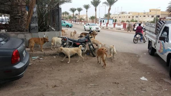 انتشار الكلاب الضالة