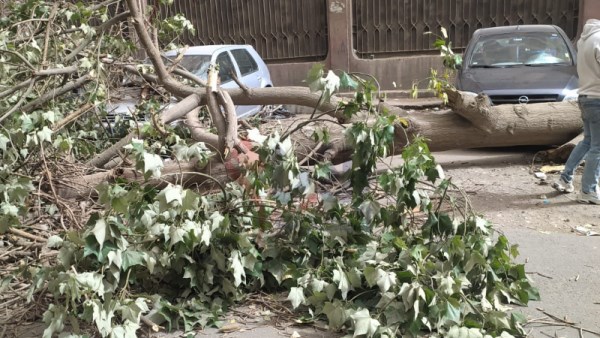 صورة الشجرة 