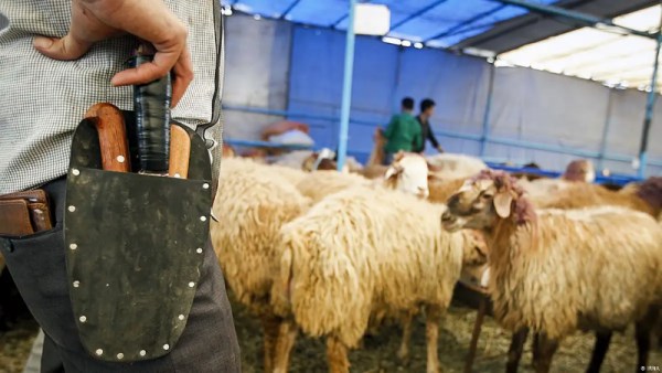 هل تعارض بريطانيا ذبح 200 مليون حيوان سنويًا طبقًا للشريعة الإسلامية؟