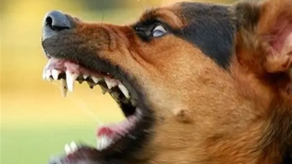 مهاجمة كلب مسعور لـ 13 شخص بكفر الشيخ