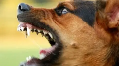 كلب قنا المسعور يعقر 6 أطفال أثناء اللعب، الطب البيطري يتحرك