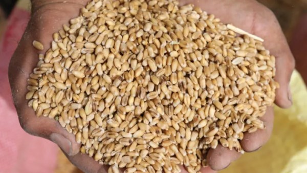 إنتاج القمح في مصر
