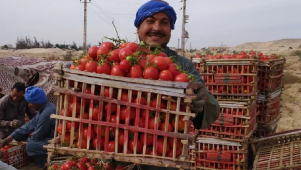 أسعار الطماطم 