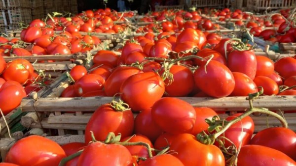 متى تنخفض أسعار الطماطم؟