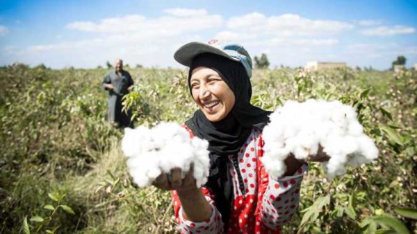 زراعة القطن 