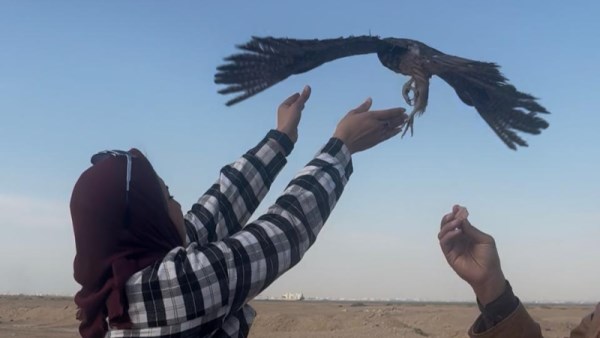 إعادة إطلاق الصقور 