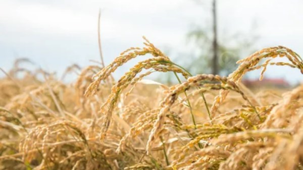 سعر طن الأرز الشعير اليوم
