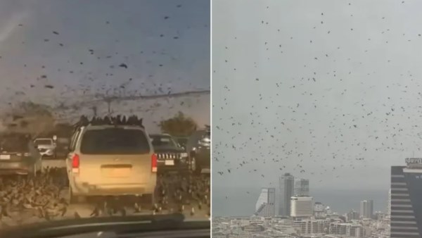 الغربان في تل أبيب