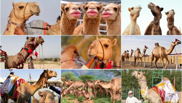 الهرموانات والبوتوكس تفضح مهرجان عمان لـ الإبل 2026