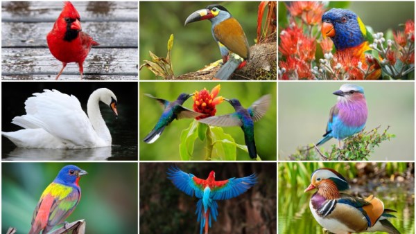 مسابقة BirdNote للصور لعام 2026