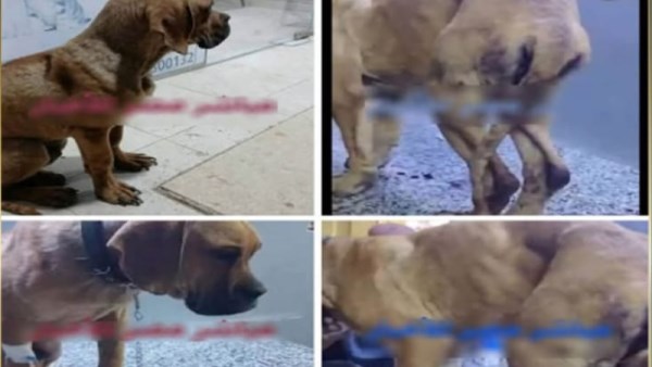 الكلب المشار إليه في الواقعة