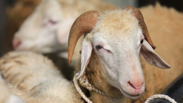 أسعار الأضاحي في مصر والسعودية