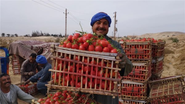 أسعار الطماطم ف مصر