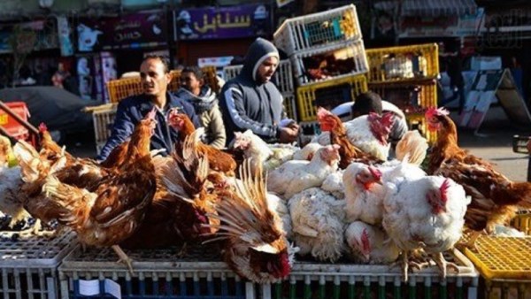 أسعار الدواجن في مصر